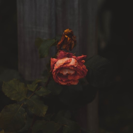 Anticipatory Grief Part 1: When My Client&nbsp;Died